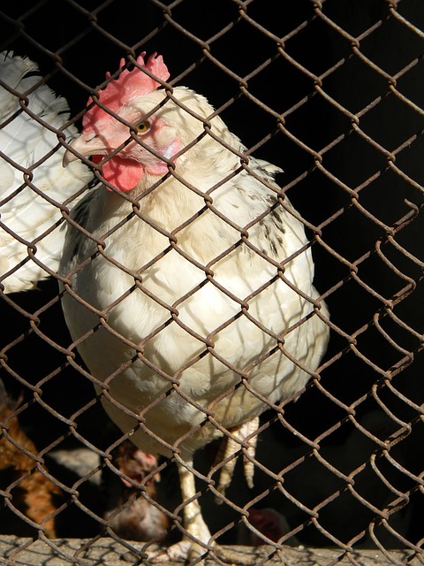 这场对决更 这场对决更